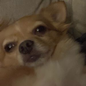 Meet your Posher, Raiden